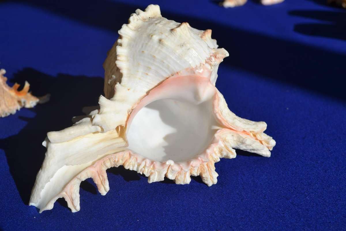Natural Sea Shells - Chicoreus Ramosus