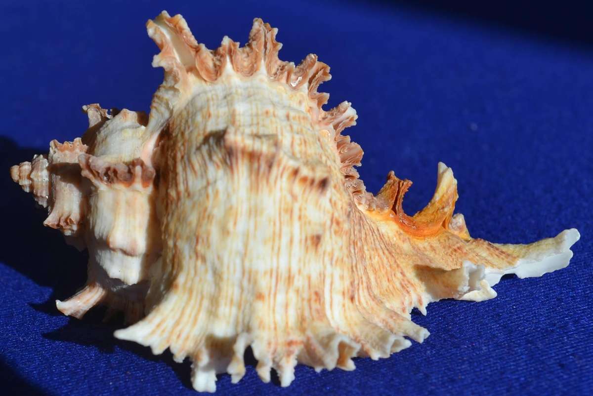 Natural Sea Shells - Chicoreus Ramosus