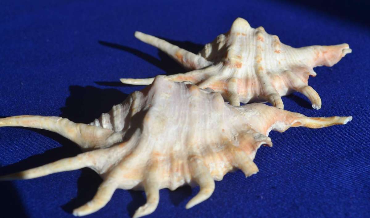 Natural Sea Shells - Orange Spider Conch