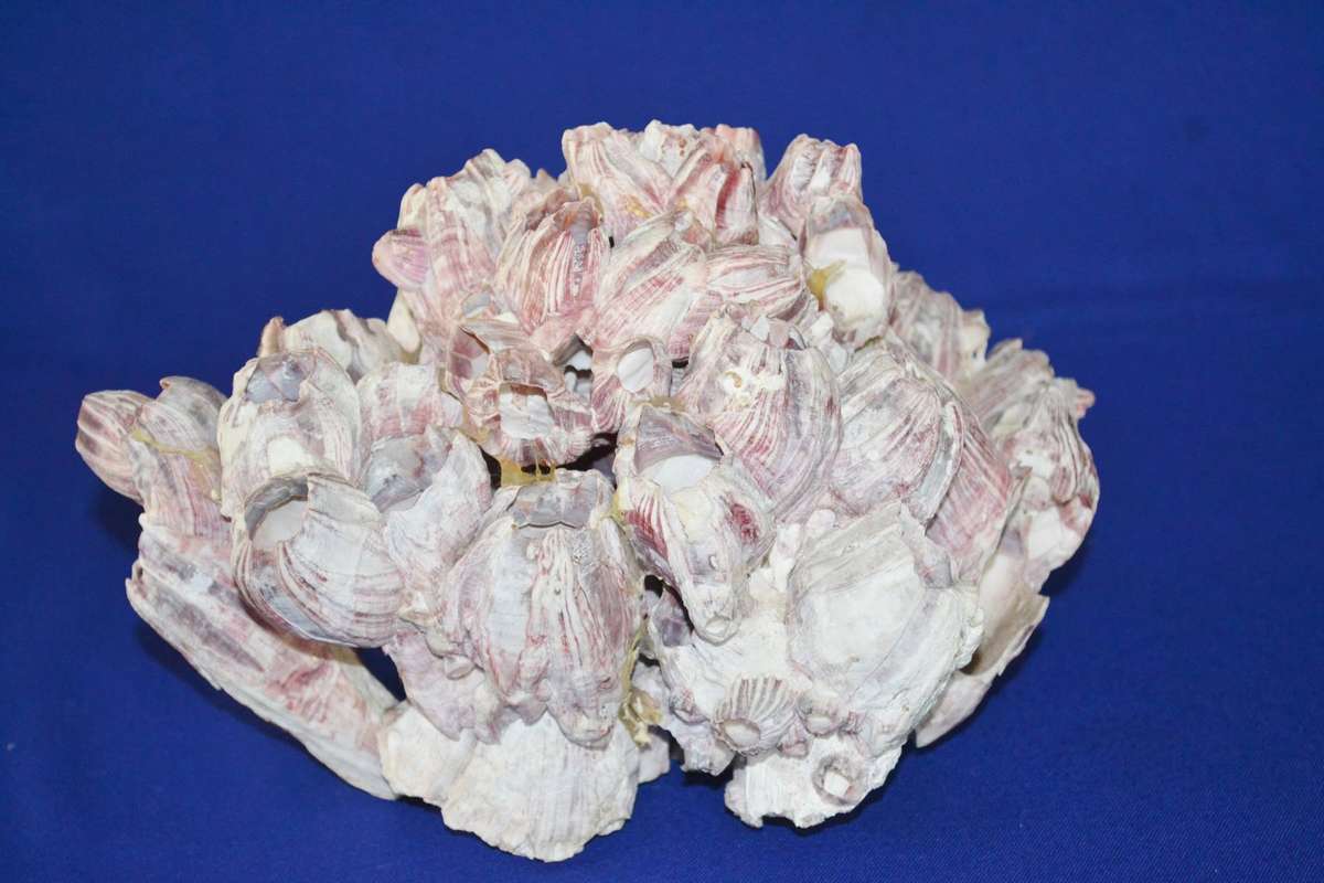 Natural Purple Volcano Barnacle cluster
