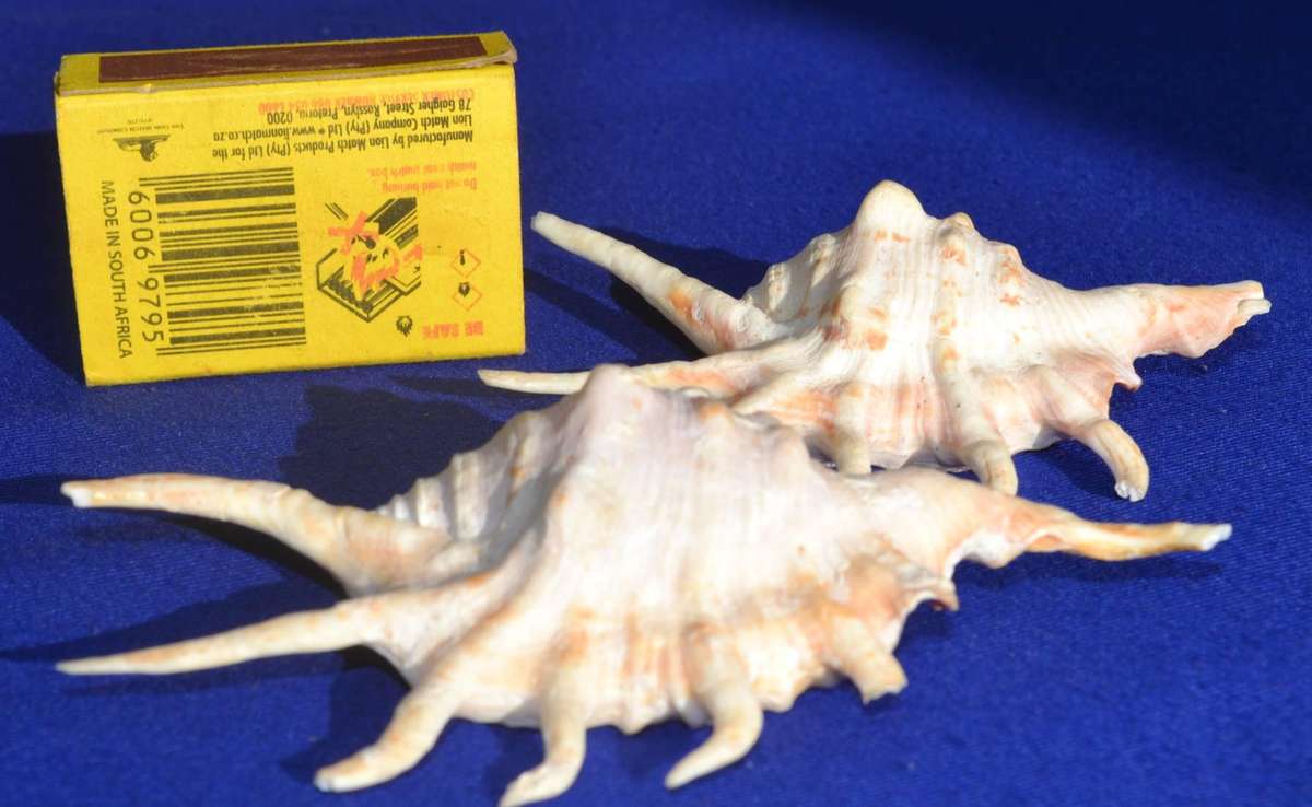 Natural Sea Shells - Orange Spider Conch