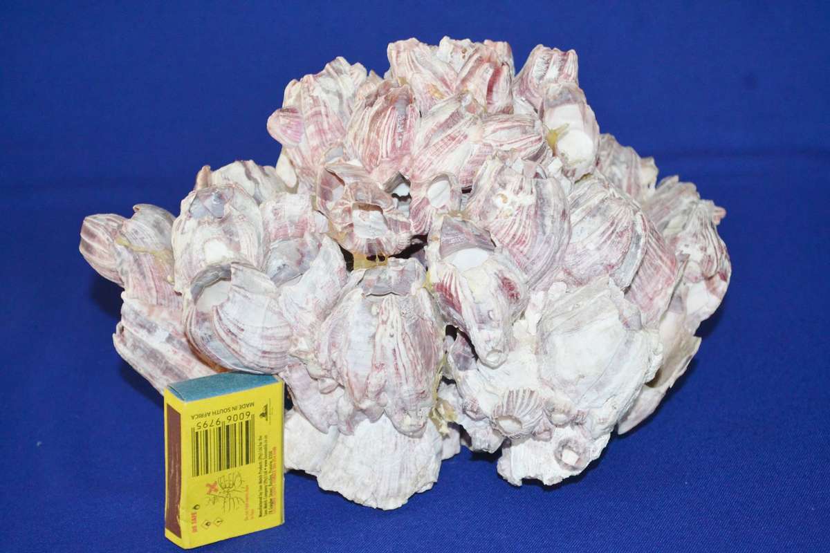 Natural Purple Volcano Barnacle cluster