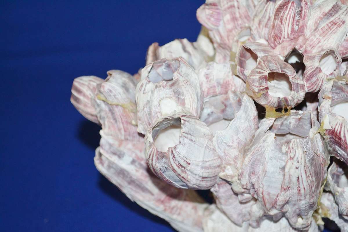Natural Purple Volcano Barnacle cluster