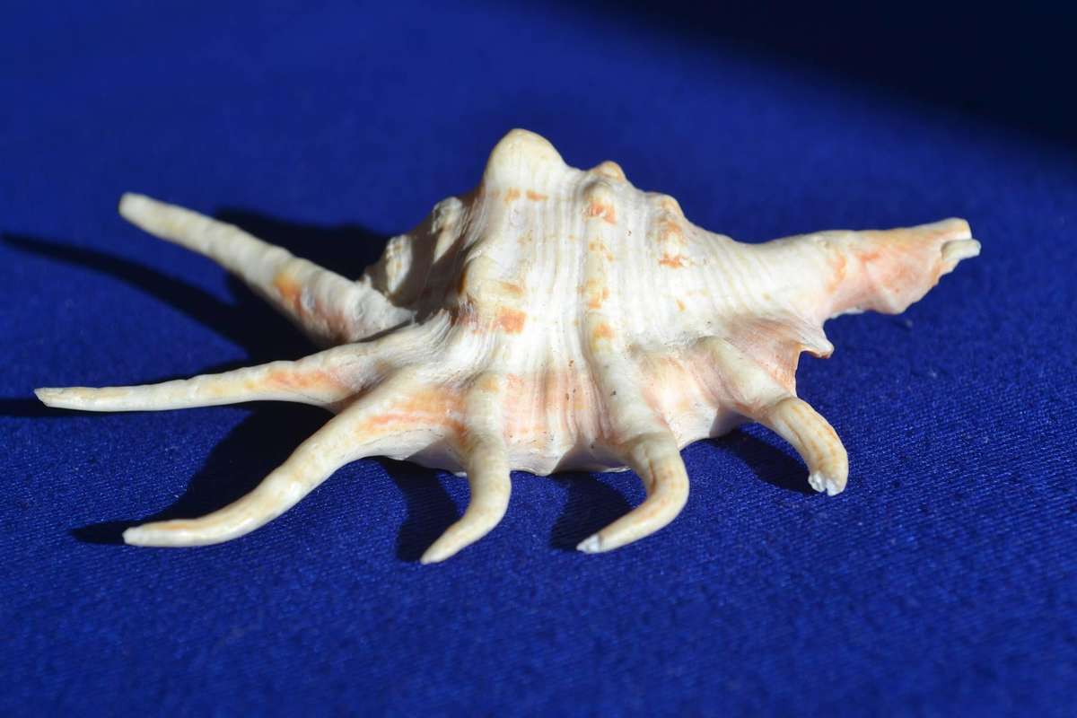 Natural Sea Shells - Orange Spider Conch