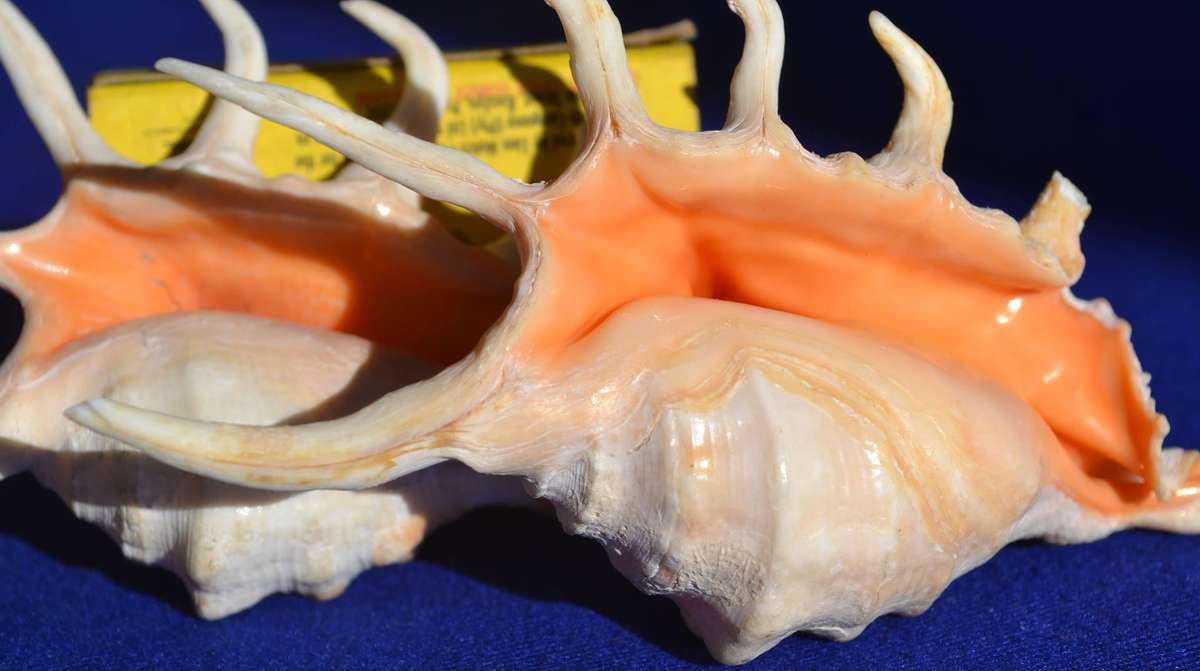 Natural Sea Shells - Orange Spider Conch