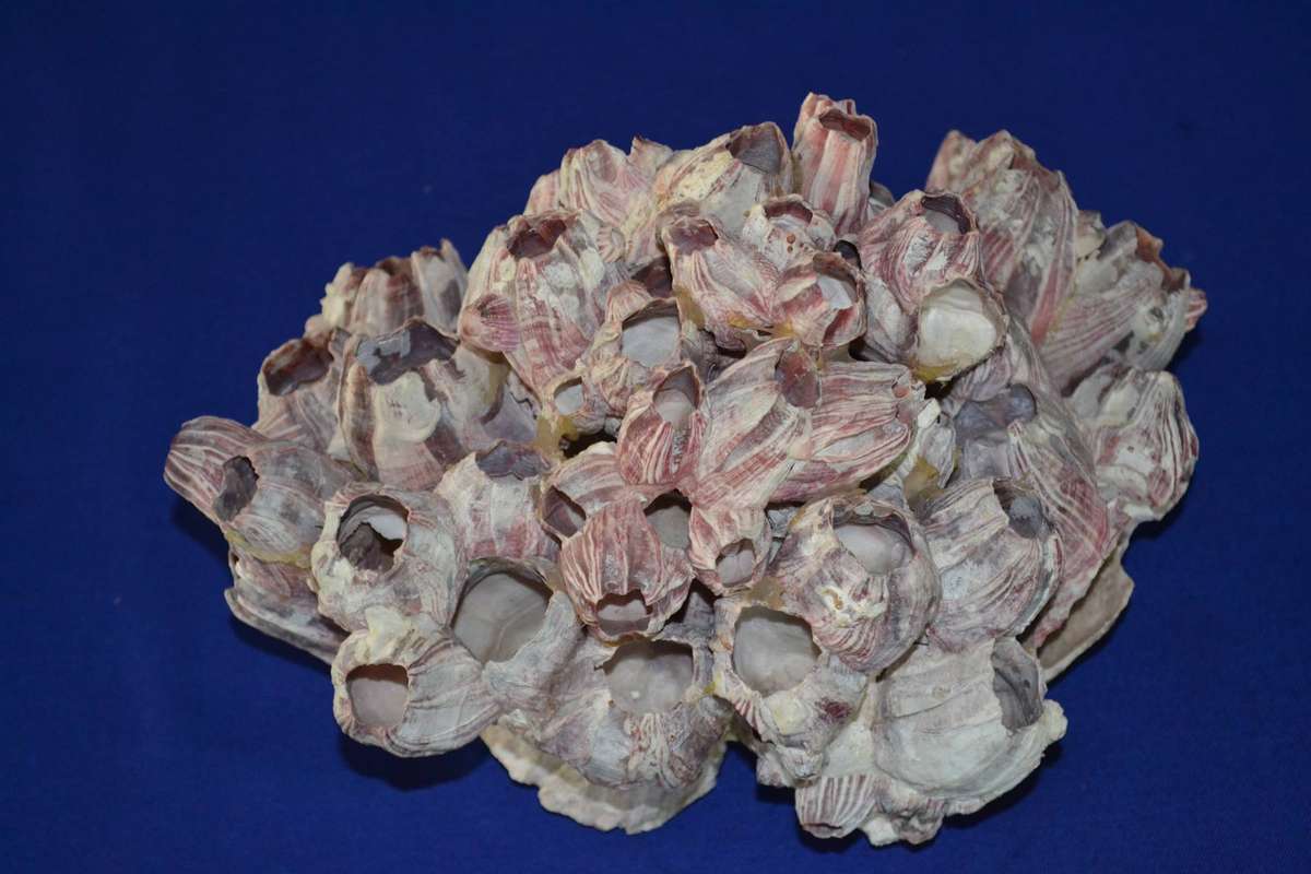 Natural Purple Volcano Barnacle cluster