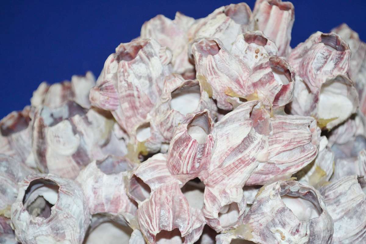 Natural Purple Volcano Barnacle cluster