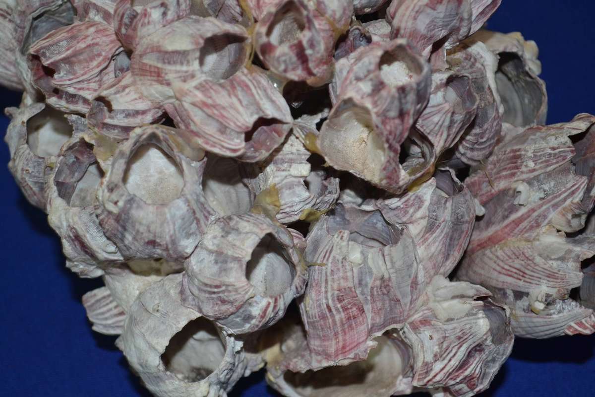 Natural Purple Volcano Barnacle cluster