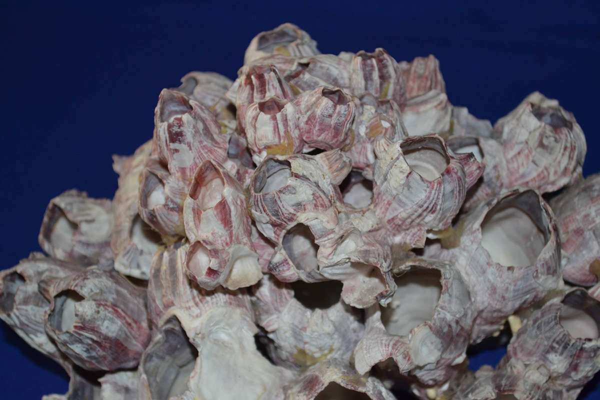 Natural Purple Volcano Barnacle cluster