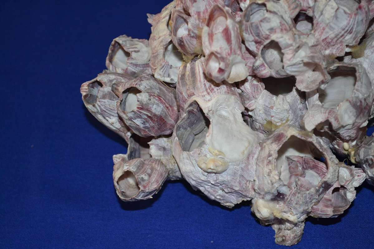 Natural Purple Volcano Barnacle cluster