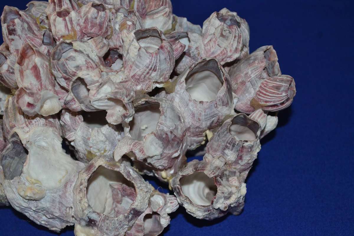 Natural Purple Volcano Barnacle cluster