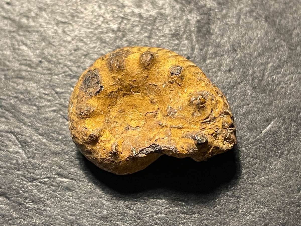 Lot 3 of 4 - Ancient ammonite fossil as per photo