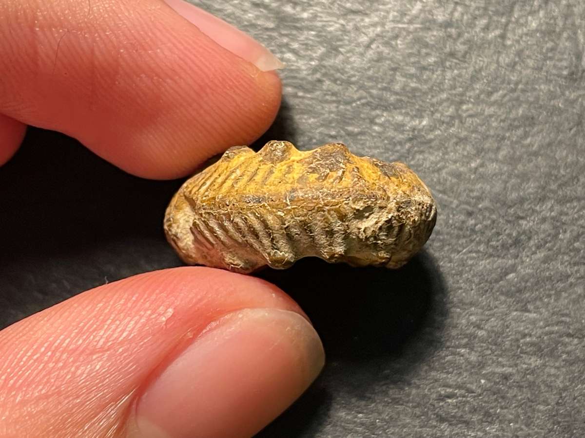 Lot 3 of 4 - Ancient ammonite fossil as per photo