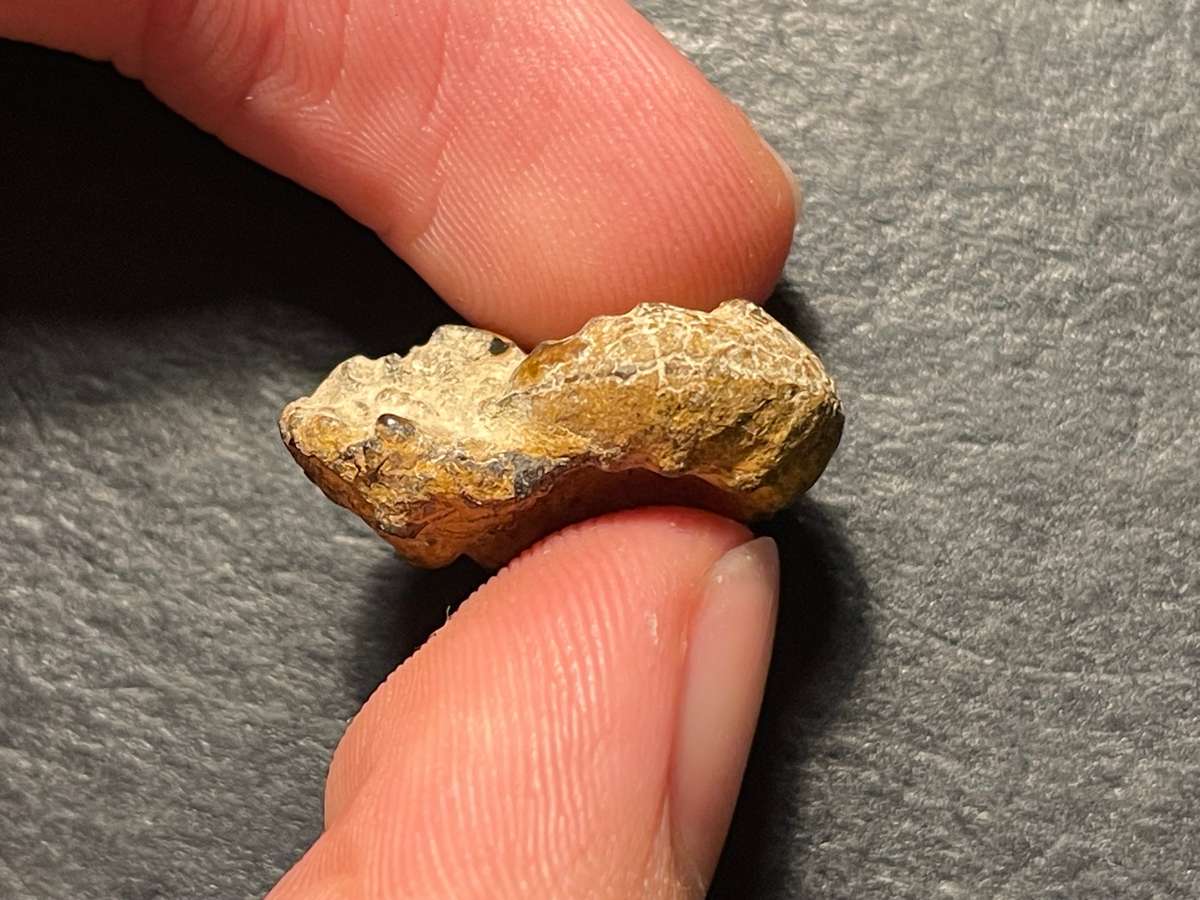 Lot 3 of 4 - Ancient ammonite fossil as per photo