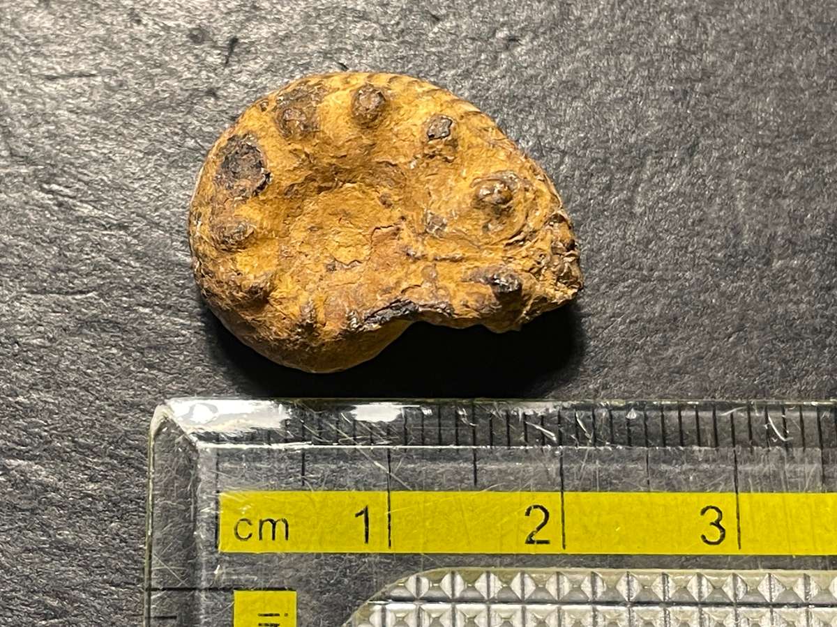 Lot 3 of 4 - Ancient ammonite fossil as per photo