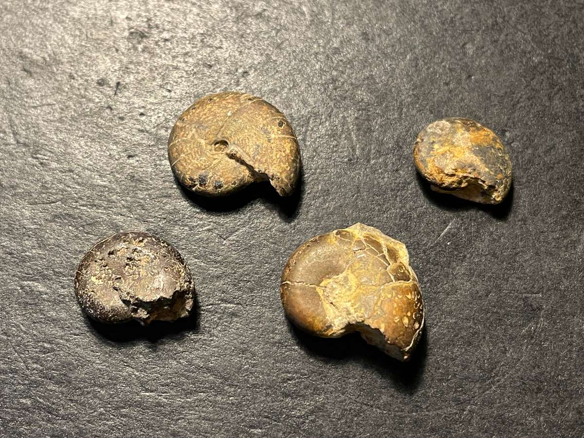 Lot 4 of 4 - Parcel of 4 Ancient ammonite fossils as per photo