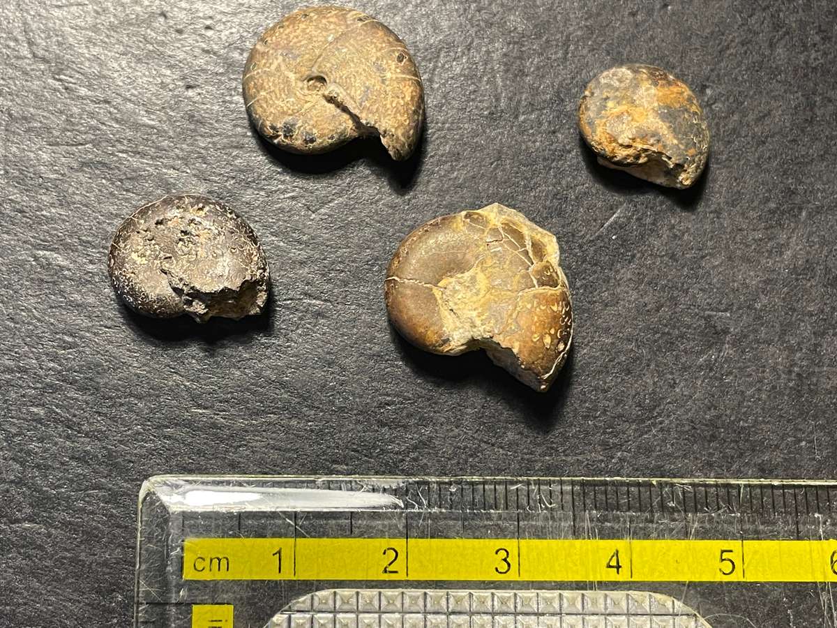 Lot 4 of 4 - Parcel of 4 Ancient ammonite fossils as per photo