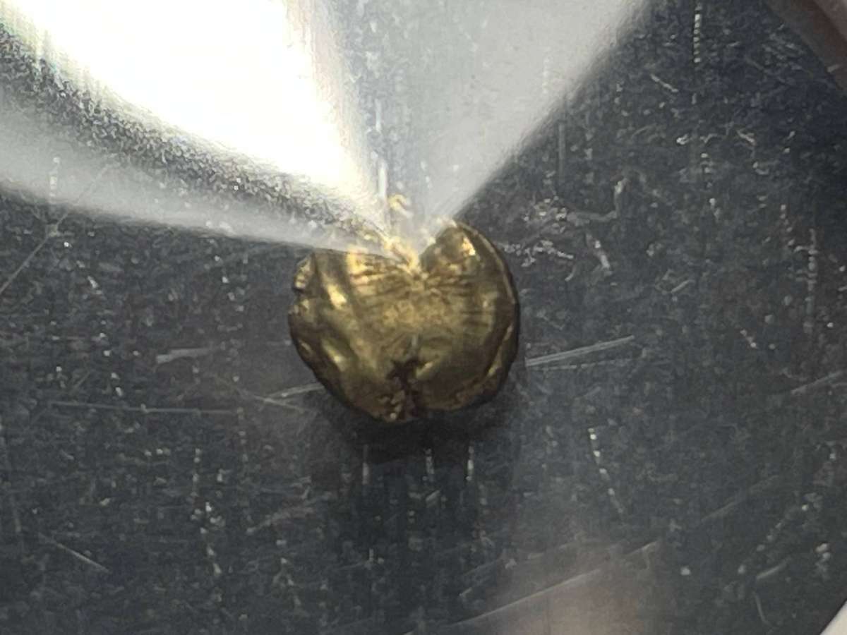 Indian Gold fanam coin NGC graded AU58 - Minted between 1638 and 1812 - Lot 1 of 2