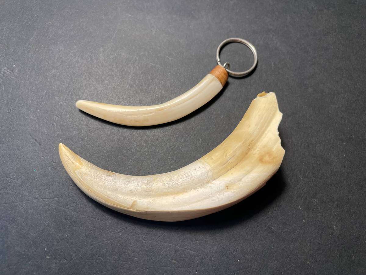 Two pieces of Warthog tusk - One made into a keyring