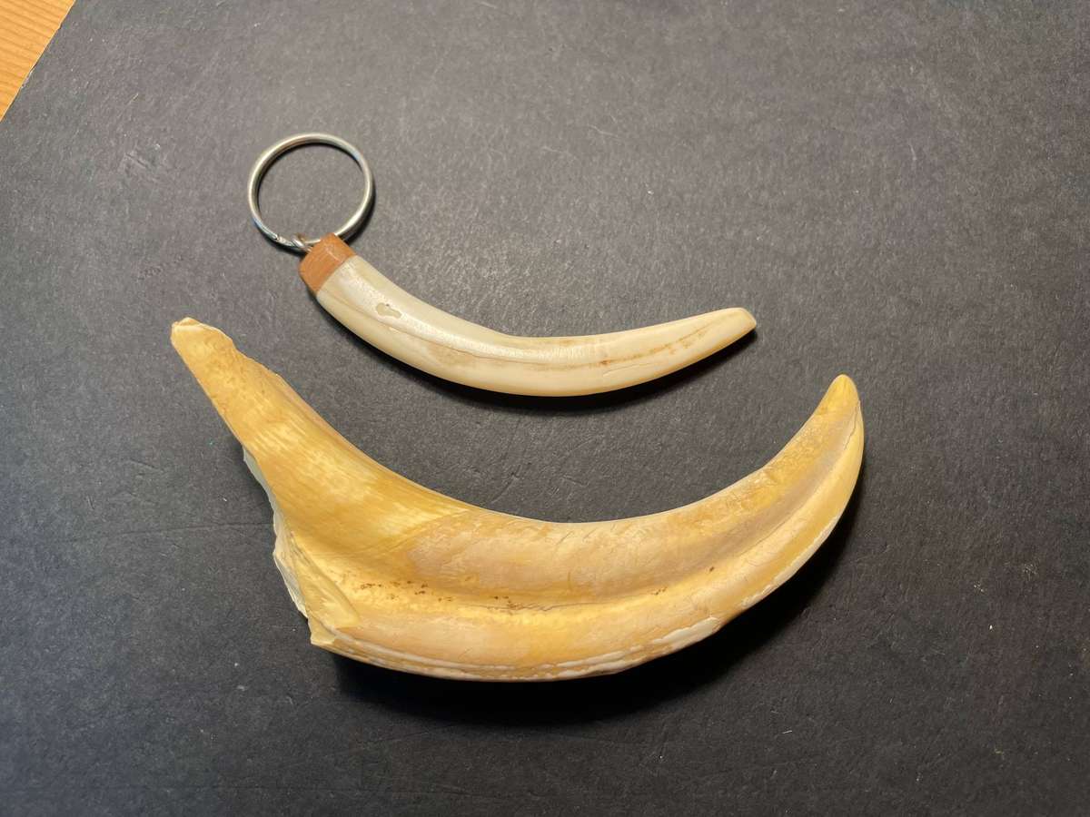 Two pieces of Warthog tusk - One made into a keyring