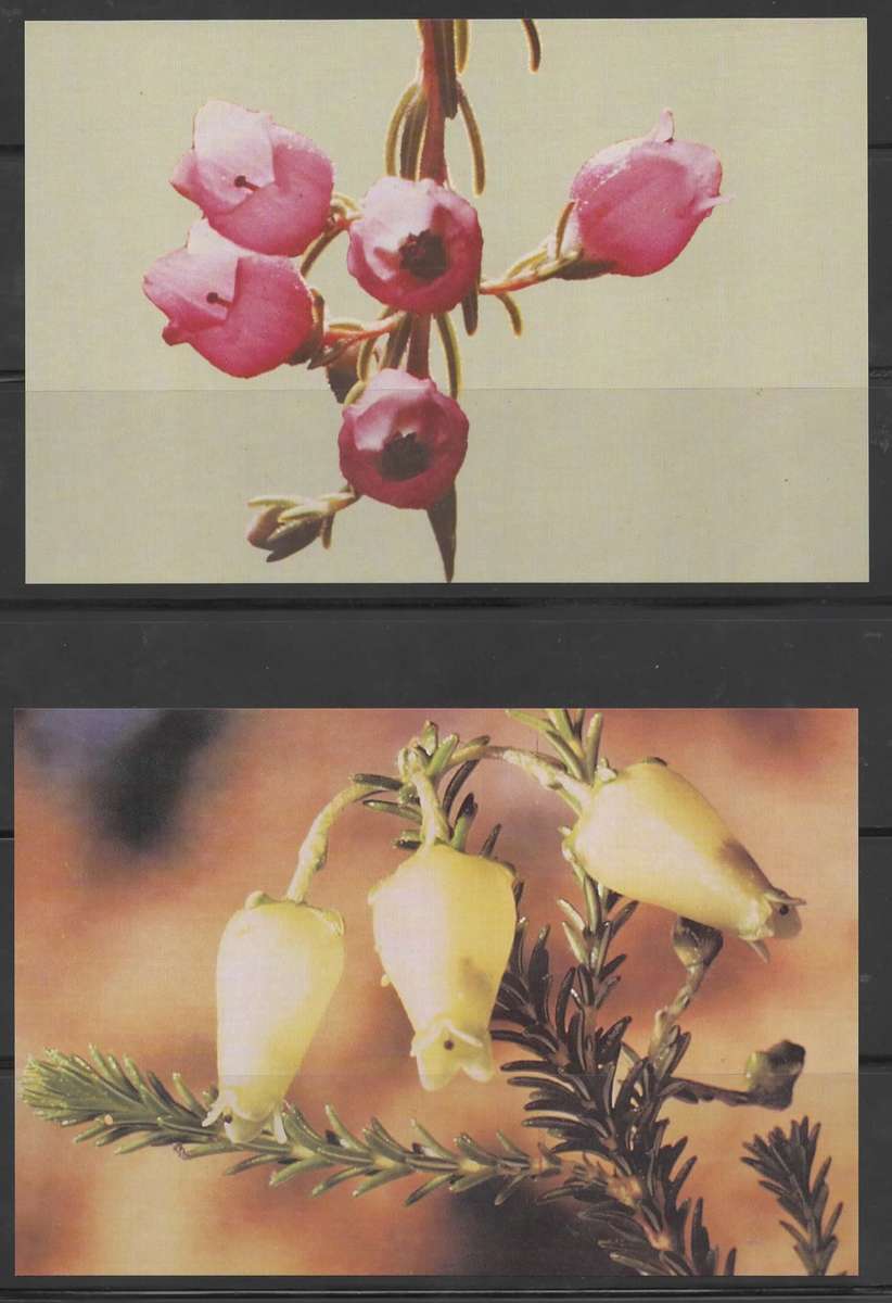 SELECTION OF RSA FDC MUST SEE