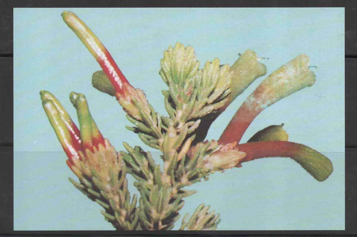 SELECTION OF RSA FDC MUST SEE