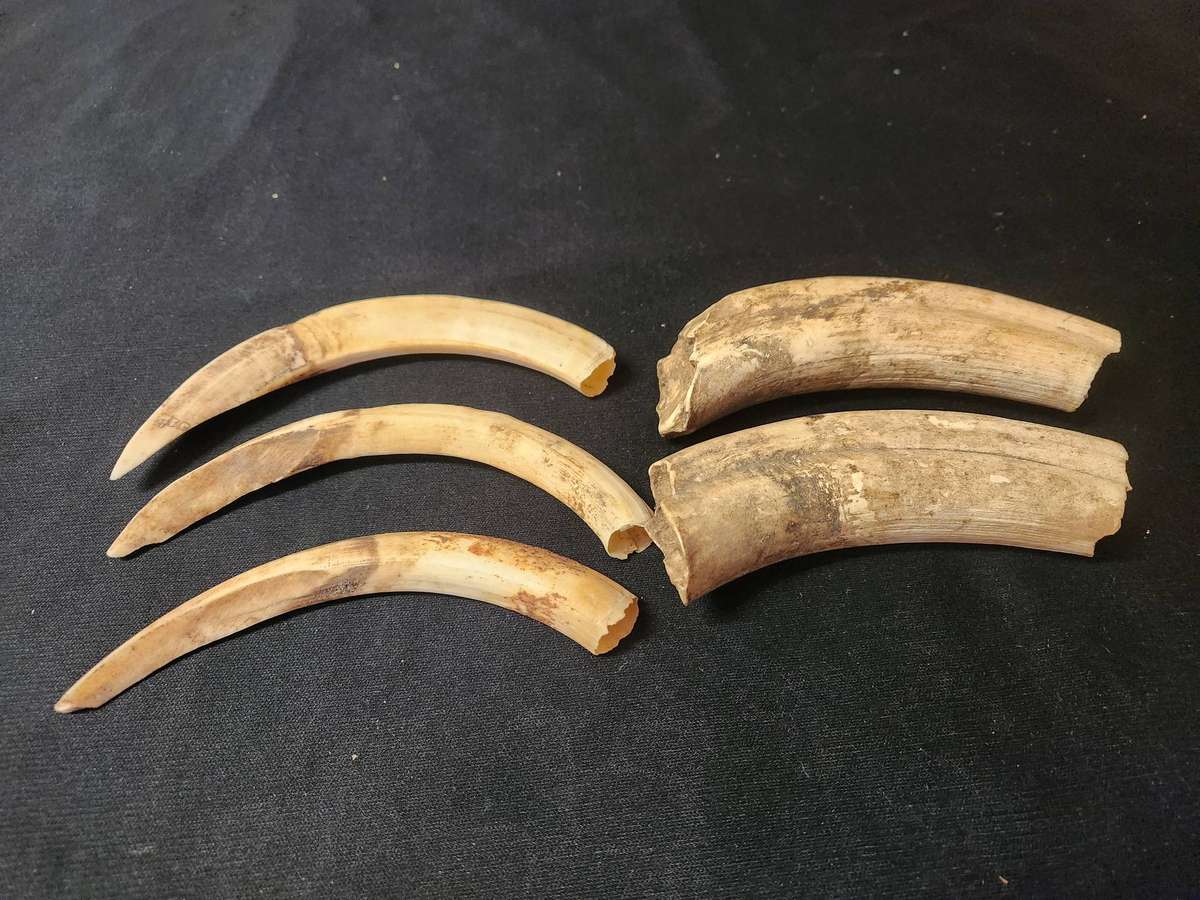 SET OF FIVE WARTHOG TUSKS