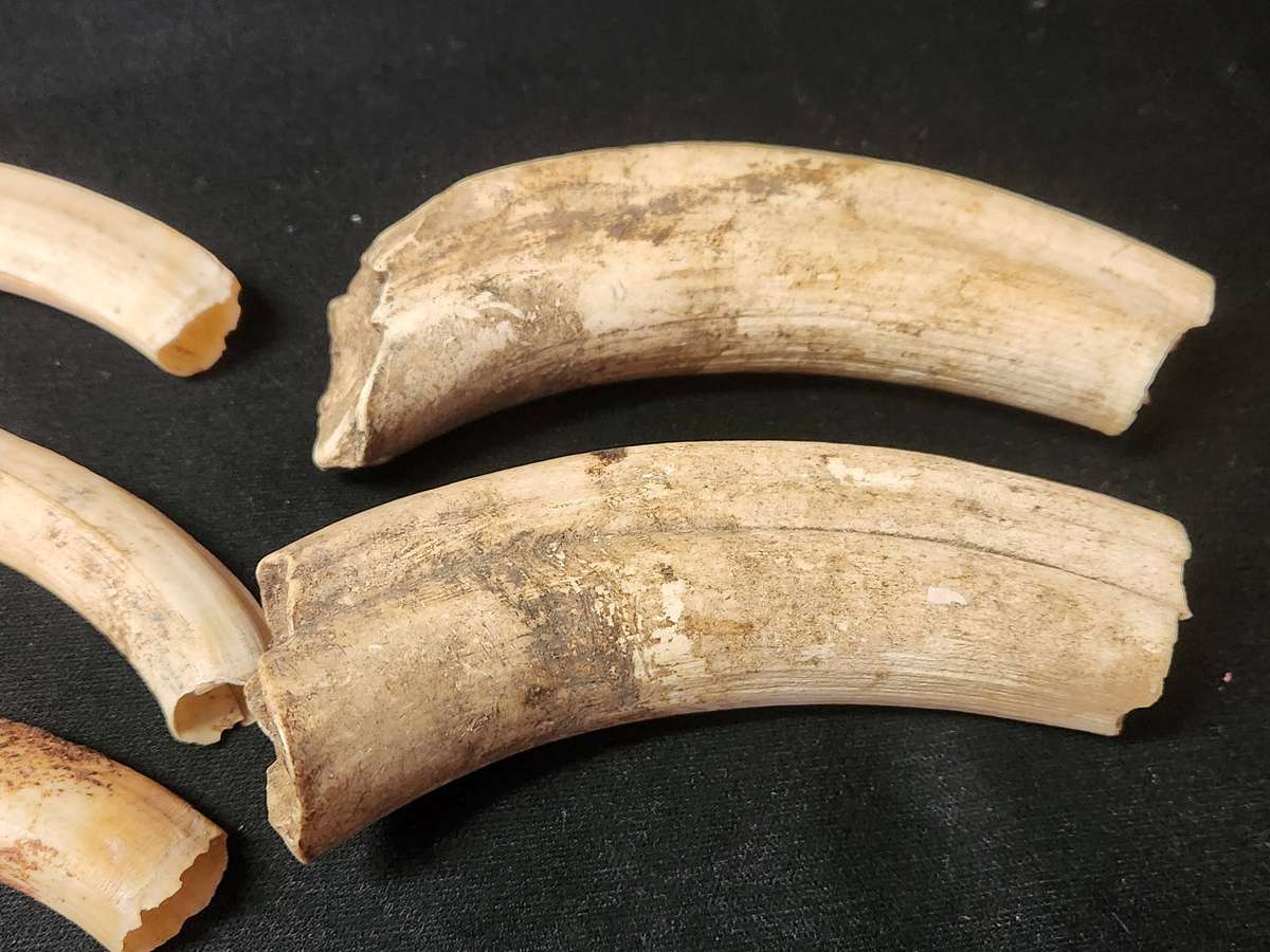 SET OF FIVE WARTHOG TUSKS