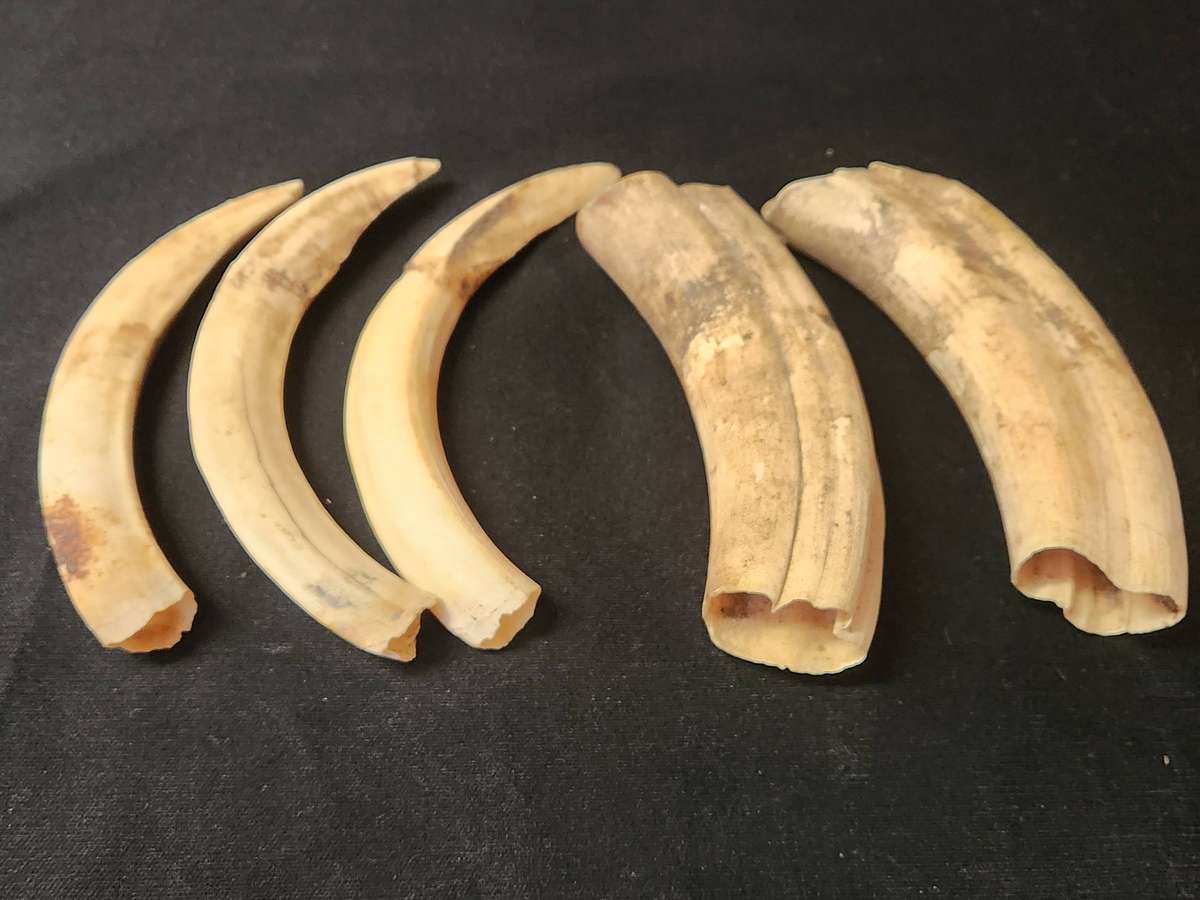 SET OF FIVE WARTHOG TUSKS