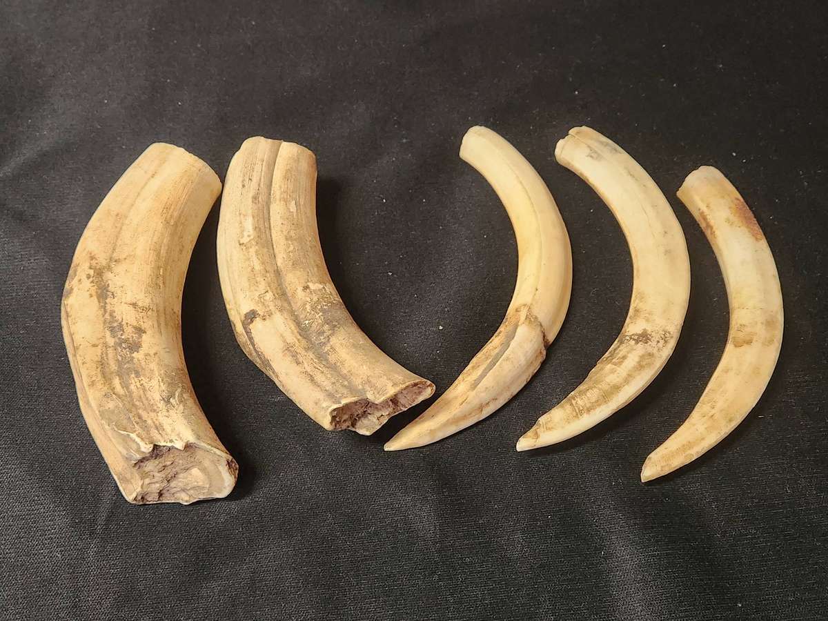 SET OF FIVE WARTHOG TUSKS