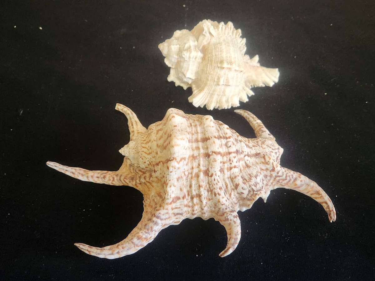 PAIR OF A CHIRAGRA SPIDER CONCH AND MUREX RAMASOS SEASHELLS