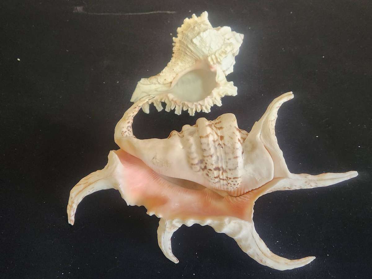 PAIR OF A CHIRAGRA SPIDER CONCH AND MUREX RAMASOS SEASHELLS