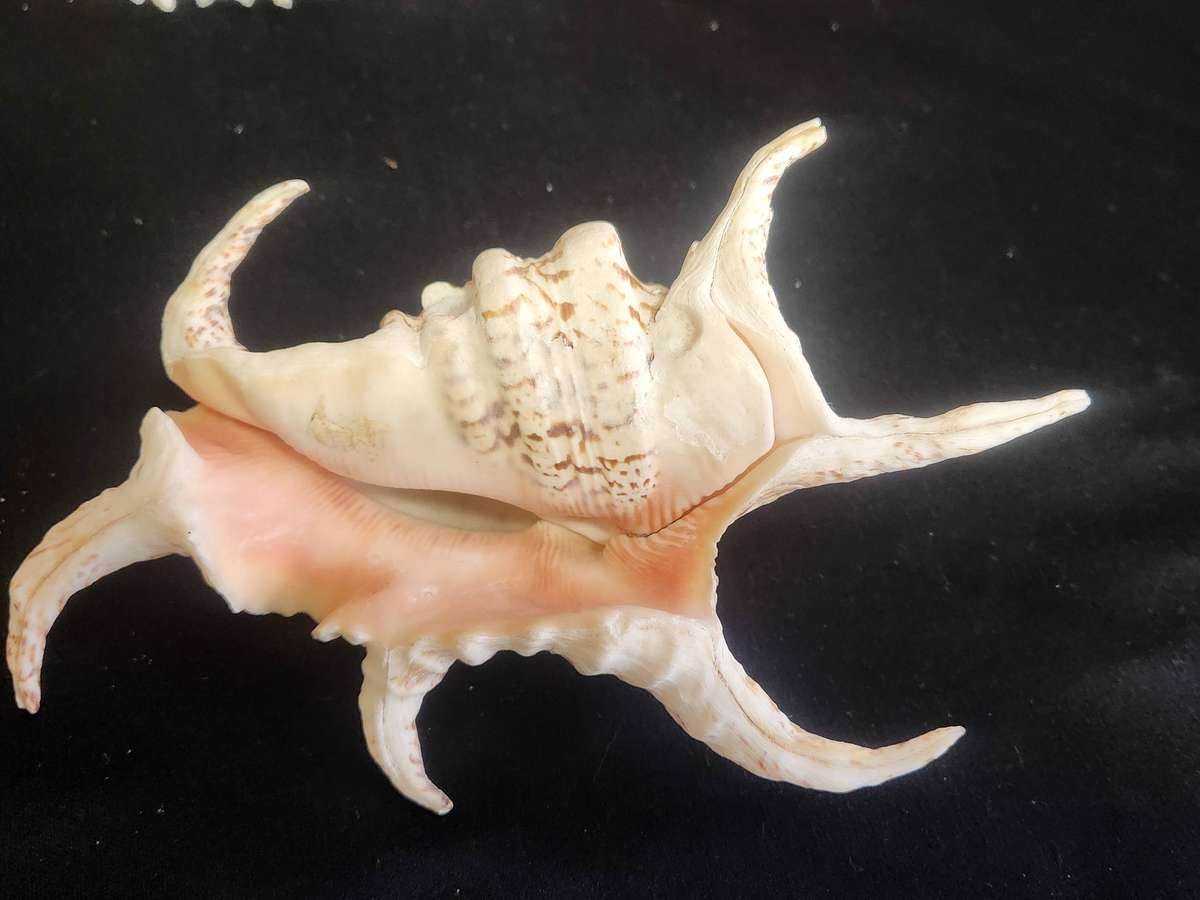 PAIR OF A CHIRAGRA SPIDER CONCH AND MUREX RAMASOS SEASHELLS