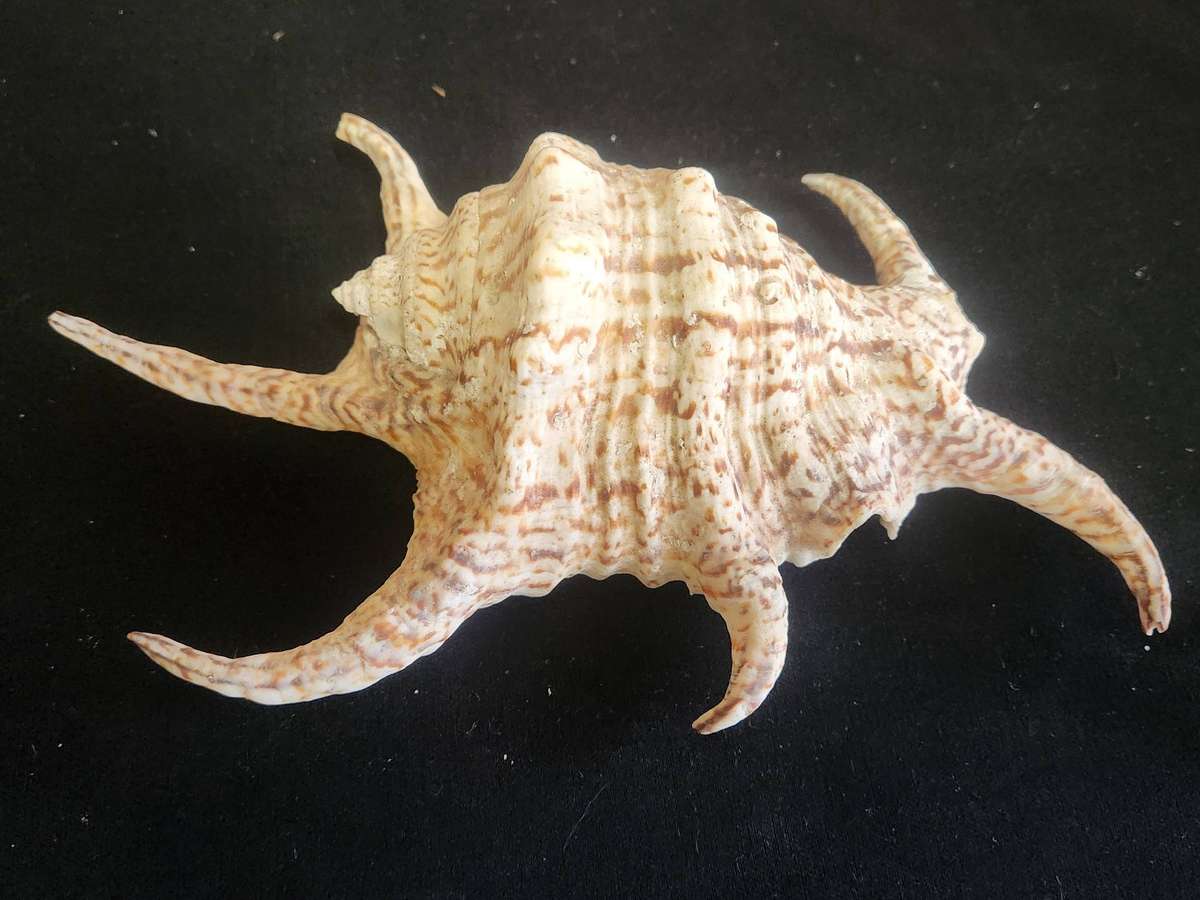 PAIR OF A CHIRAGRA SPIDER CONCH AND MUREX RAMASOS SEASHELLS