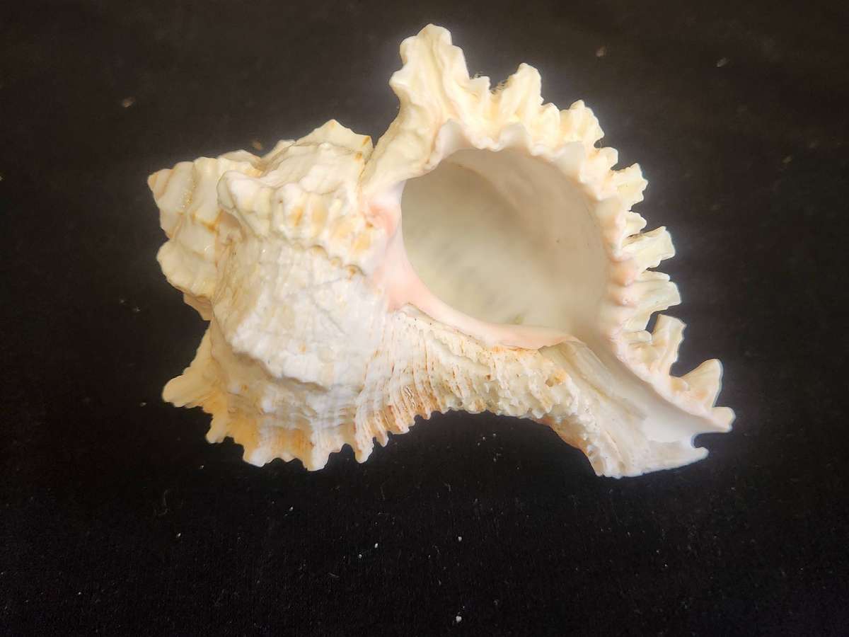 PAIR OF A CHIRAGRA SPIDER CONCH AND MUREX RAMASOS SEASHELLS
