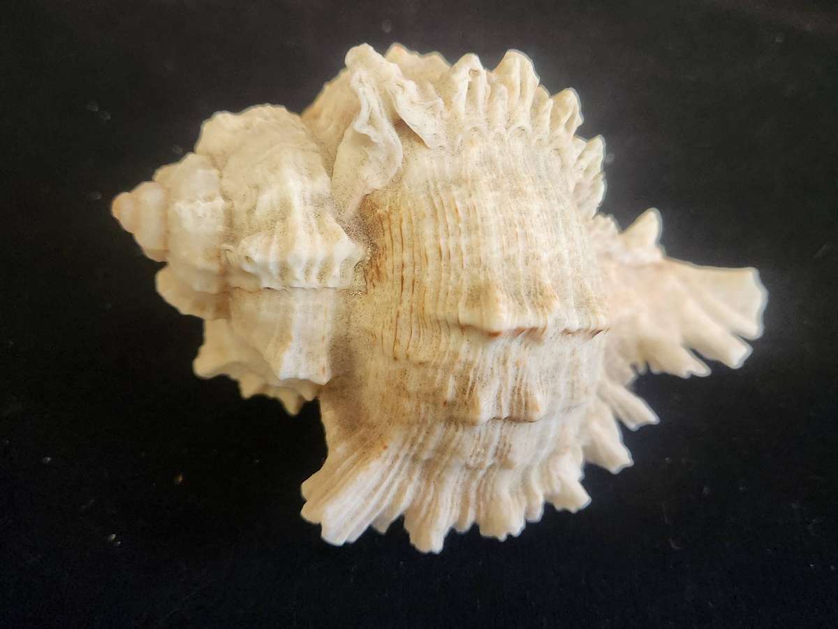 PAIR OF A CHIRAGRA SPIDER CONCH AND MUREX RAMASOS SEASHELLS