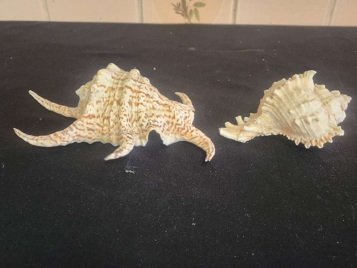 PAIR OF A CHIRAGRA SPIDER CONCH AND MUREX RAMASOS SEASHELLS