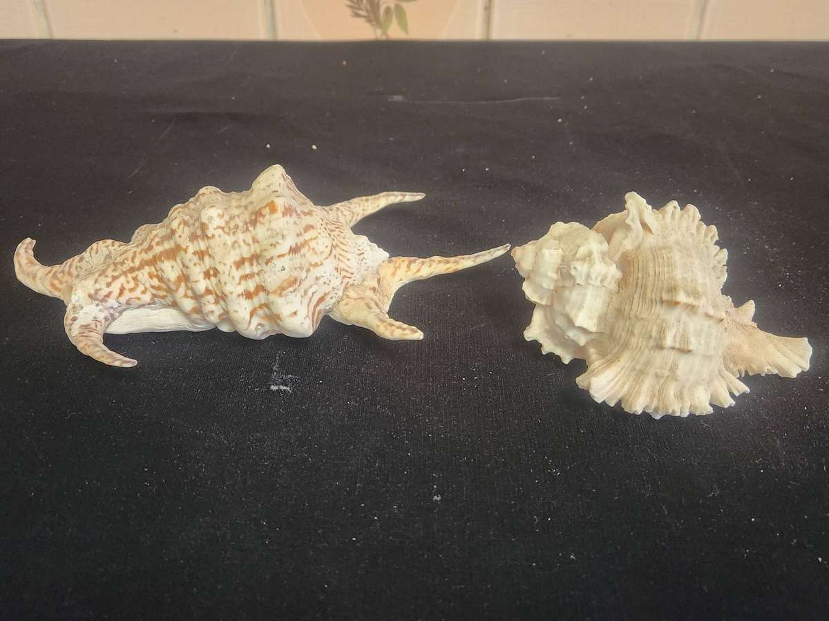 PAIR OF A CHIRAGRA SPIDER CONCH AND MUREX RAMASOS SEASHELLS