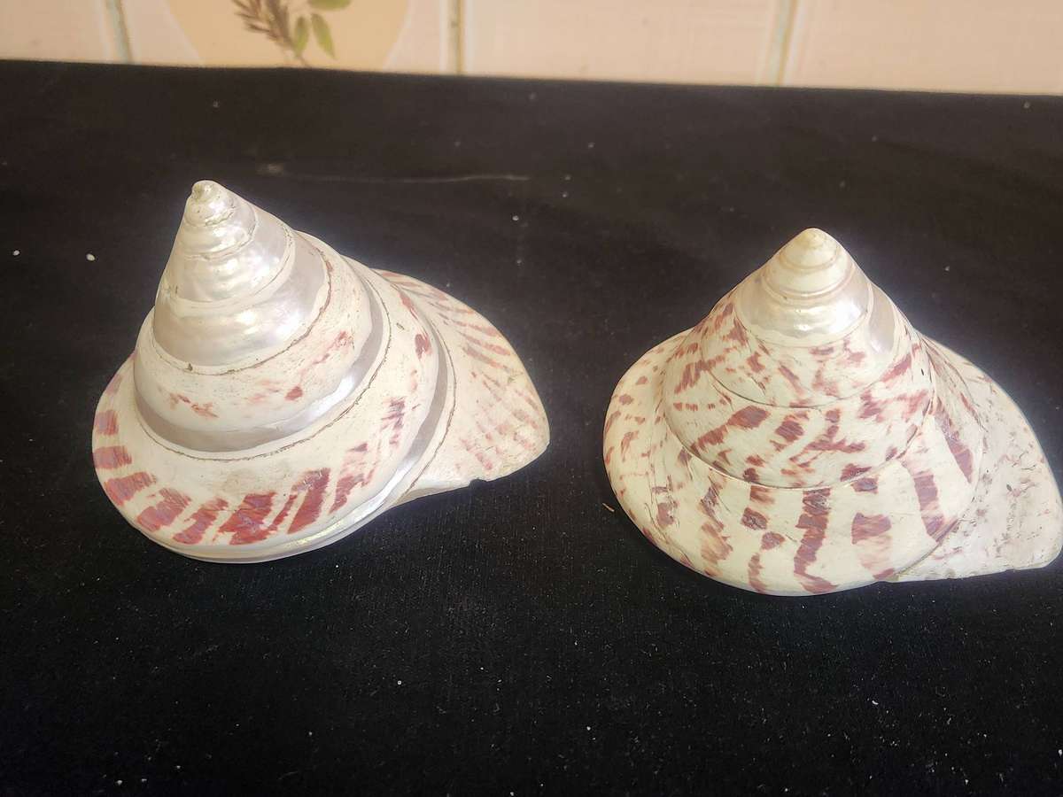 PAIR OF ENTEMNOTROCHUS RUMPHII CONICAL SEASHELLS