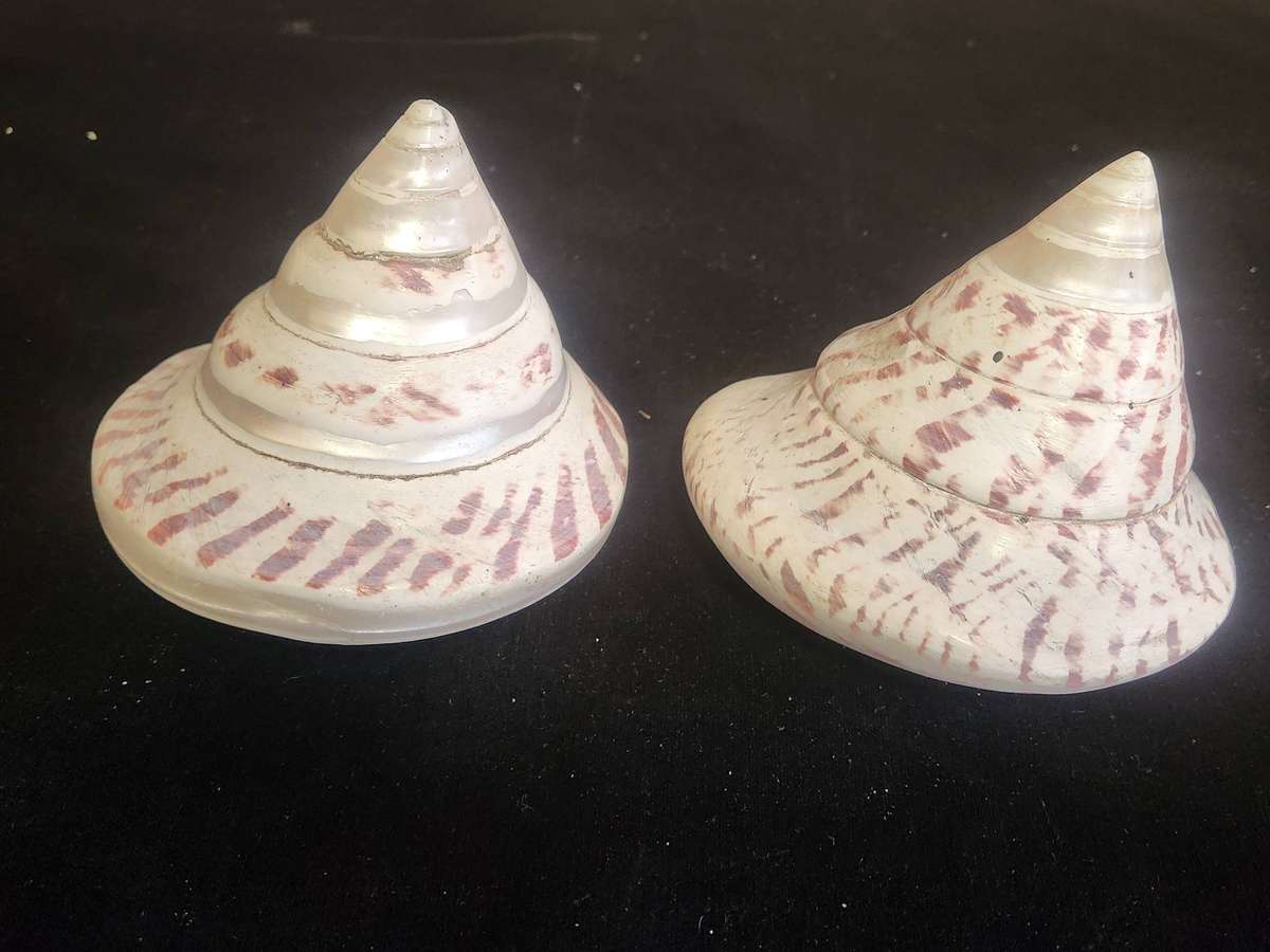 PAIR OF ENTEMNOTROCHUS RUMPHII CONICAL SEASHELLS