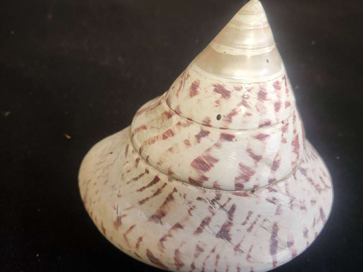 PAIR OF ENTEMNOTROCHUS RUMPHII CONICAL SEASHELLS