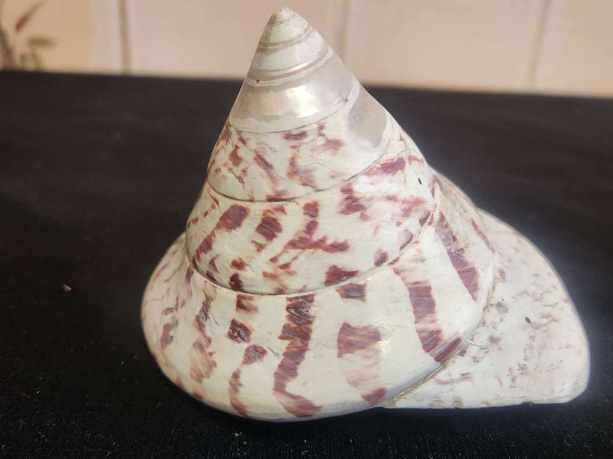 PAIR OF ENTEMNOTROCHUS RUMPHII CONICAL SEASHELLS