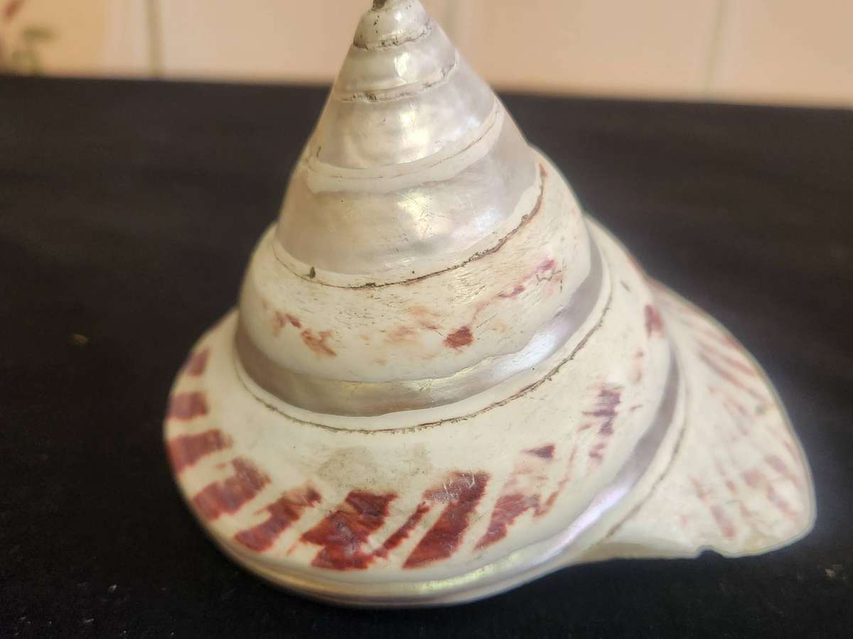 PAIR OF ENTEMNOTROCHUS RUMPHII CONICAL SEASHELLS