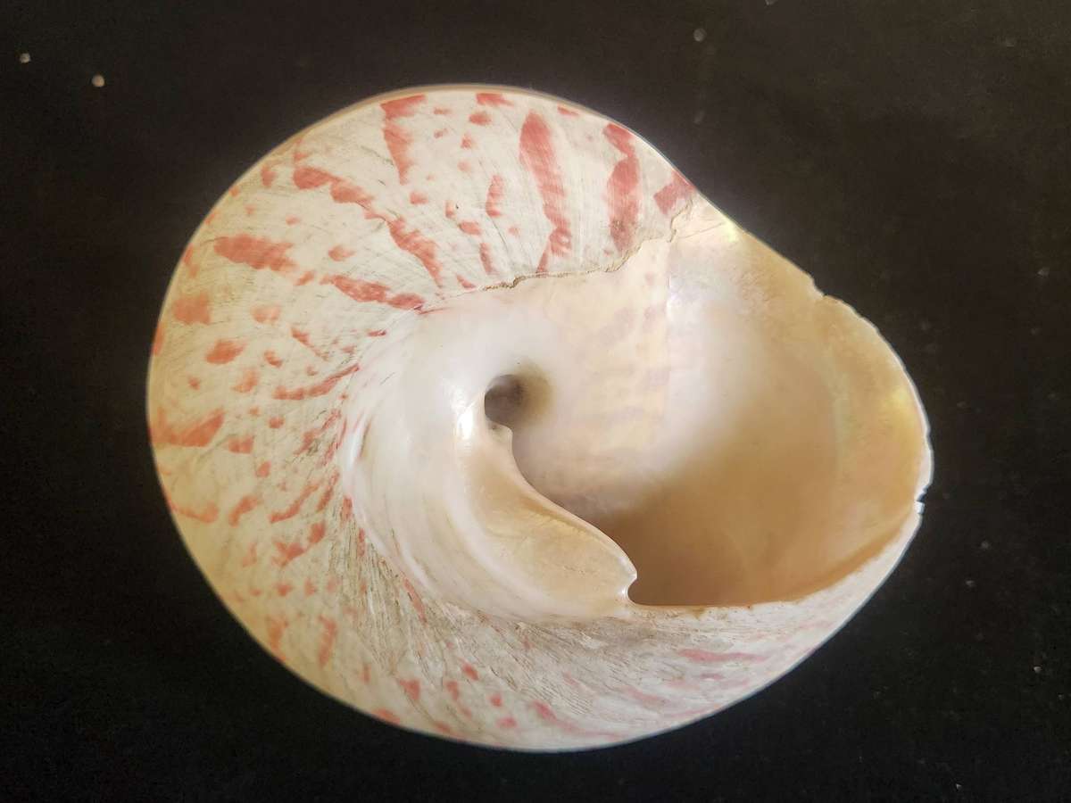 PAIR OF ENTEMNOTROCHUS RUMPHII CONICAL SEASHELLS