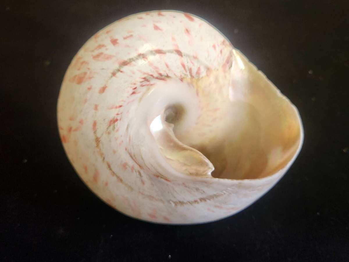 PAIR OF ENTEMNOTROCHUS RUMPHII CONICAL SEASHELLS