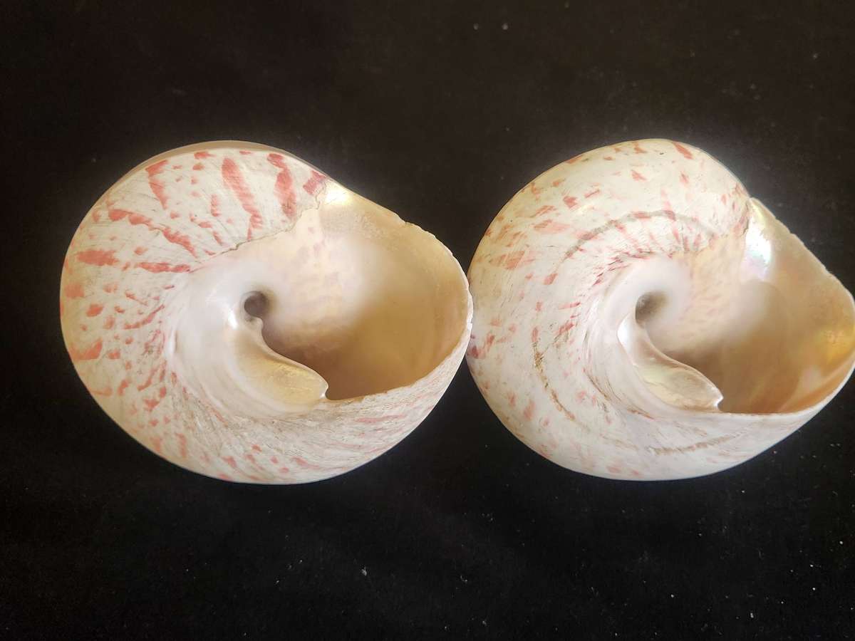 PAIR OF ENTEMNOTROCHUS RUMPHII CONICAL SEASHELLS