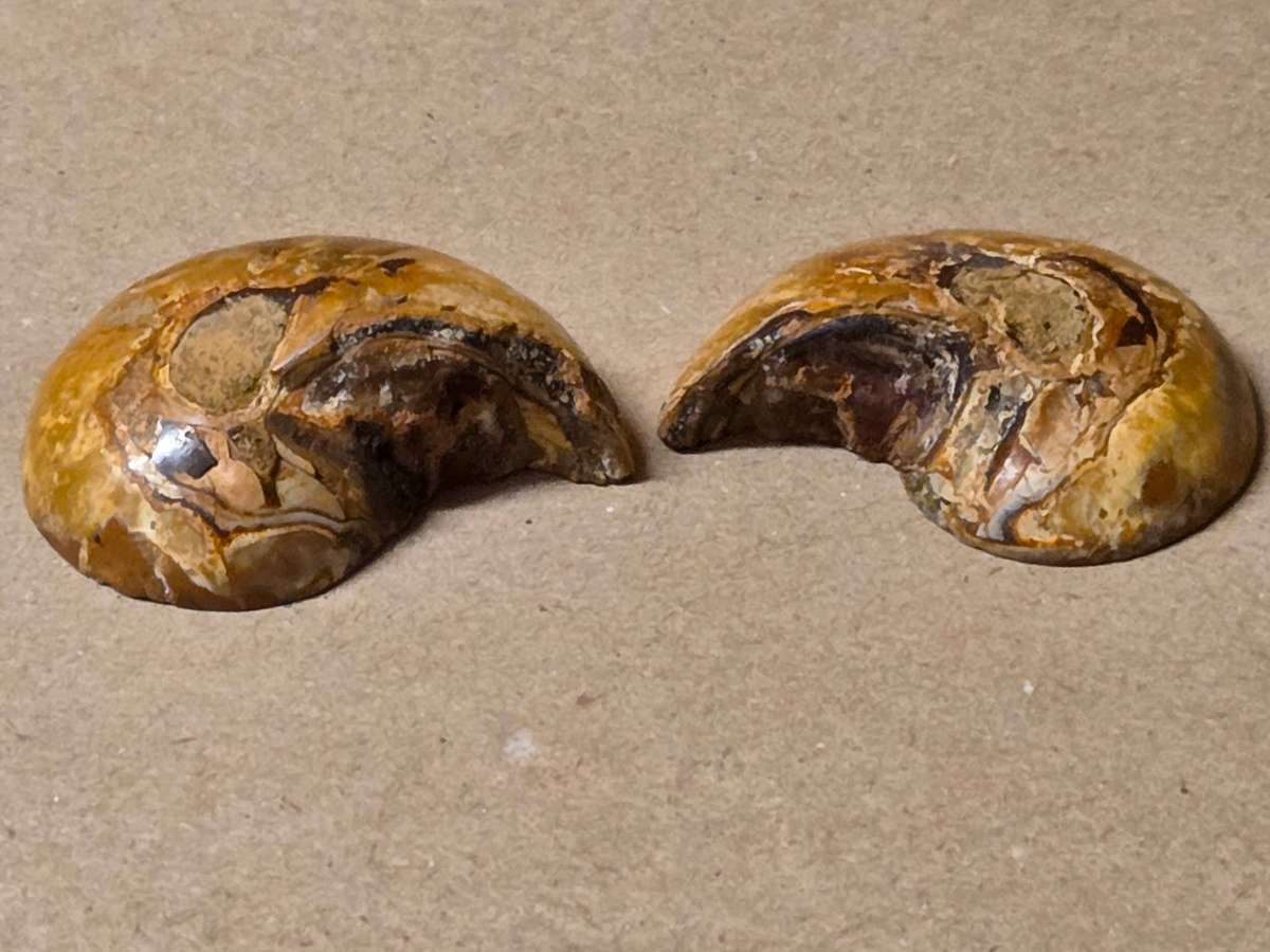 FOSSILIZED PAIR CLEONICERAS AMMONITES, DATING BACK ABOUT ONE MILLION YEARS