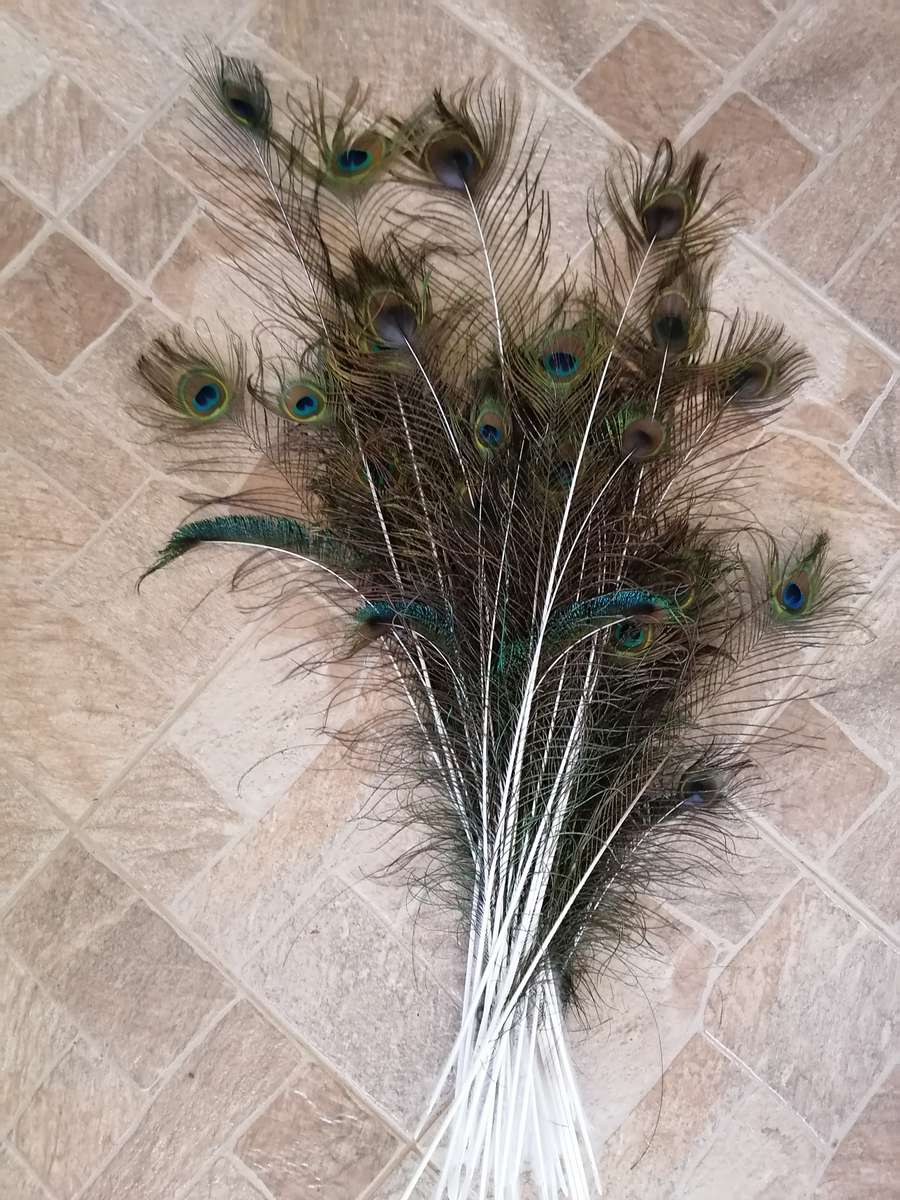 Peacock Feathers (50+)