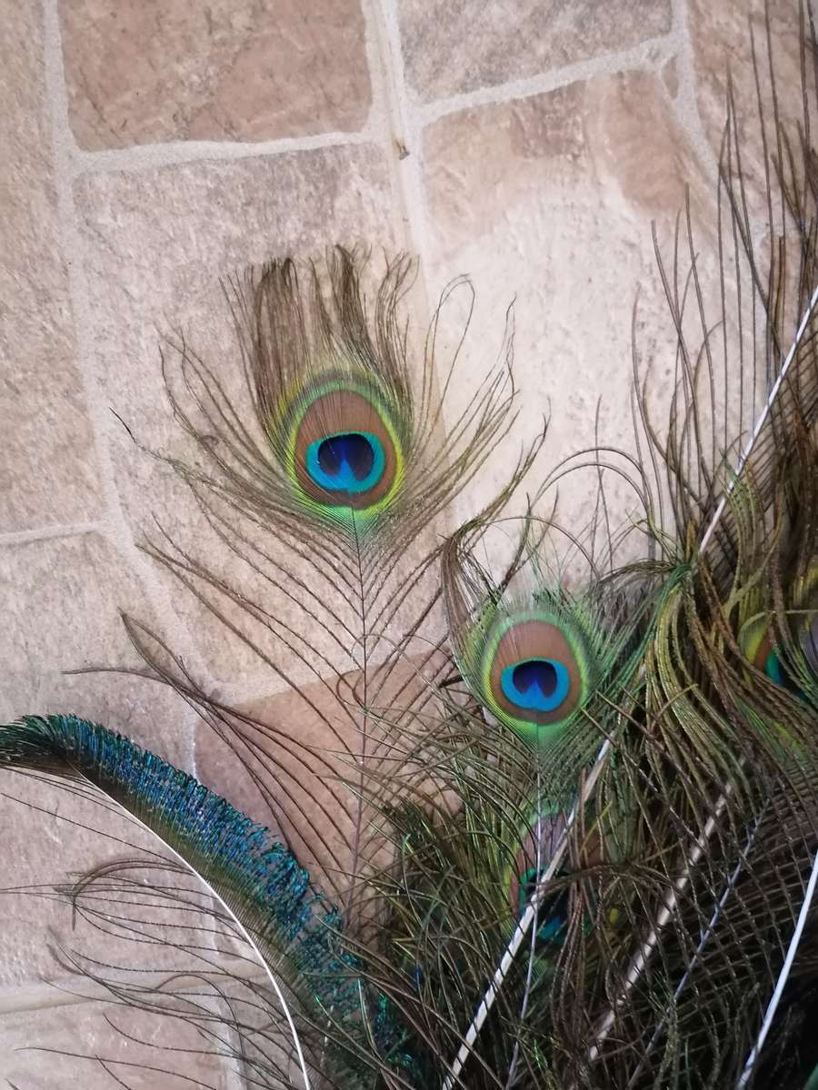 Peacock Feathers (50+)