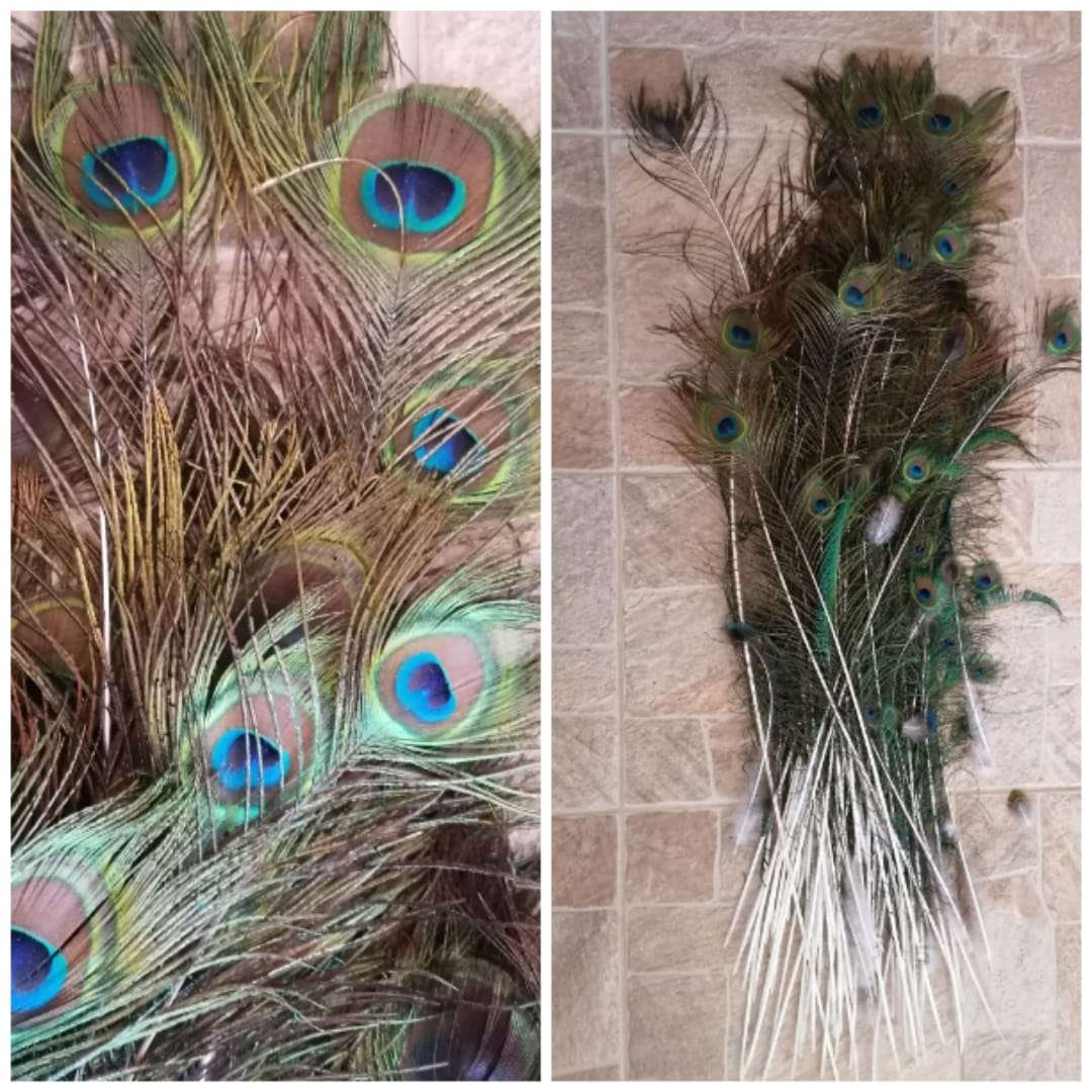 Peacock Feathers (70+)